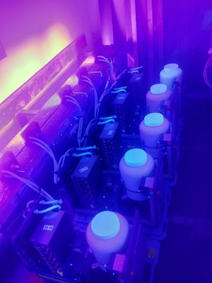 UVled Modul-purpurrotes UV-Licht 365nm 385nm 395nm 405nm 1300W für das UVkurieren